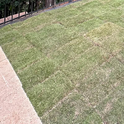 Core Aeration